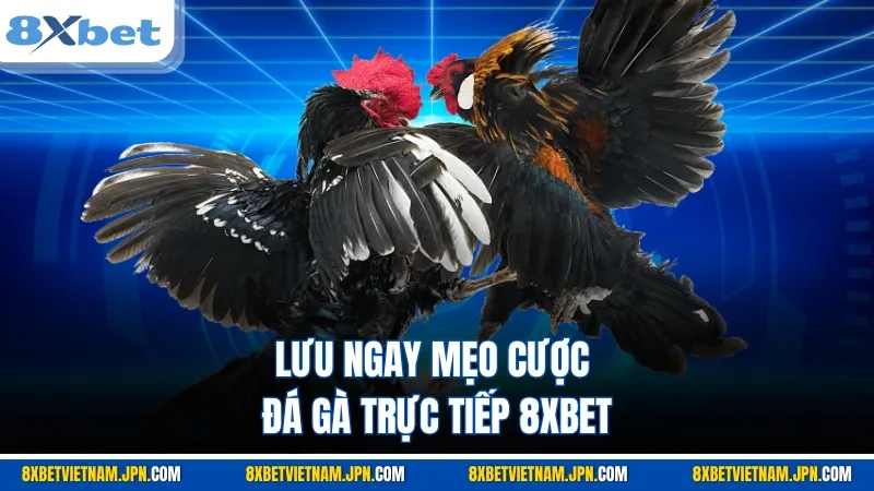 Lưu ngay mẹo cược đá gà trực tiếp 8XBET
